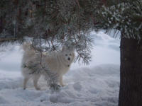 Samoyeds 4 Love - Company logo