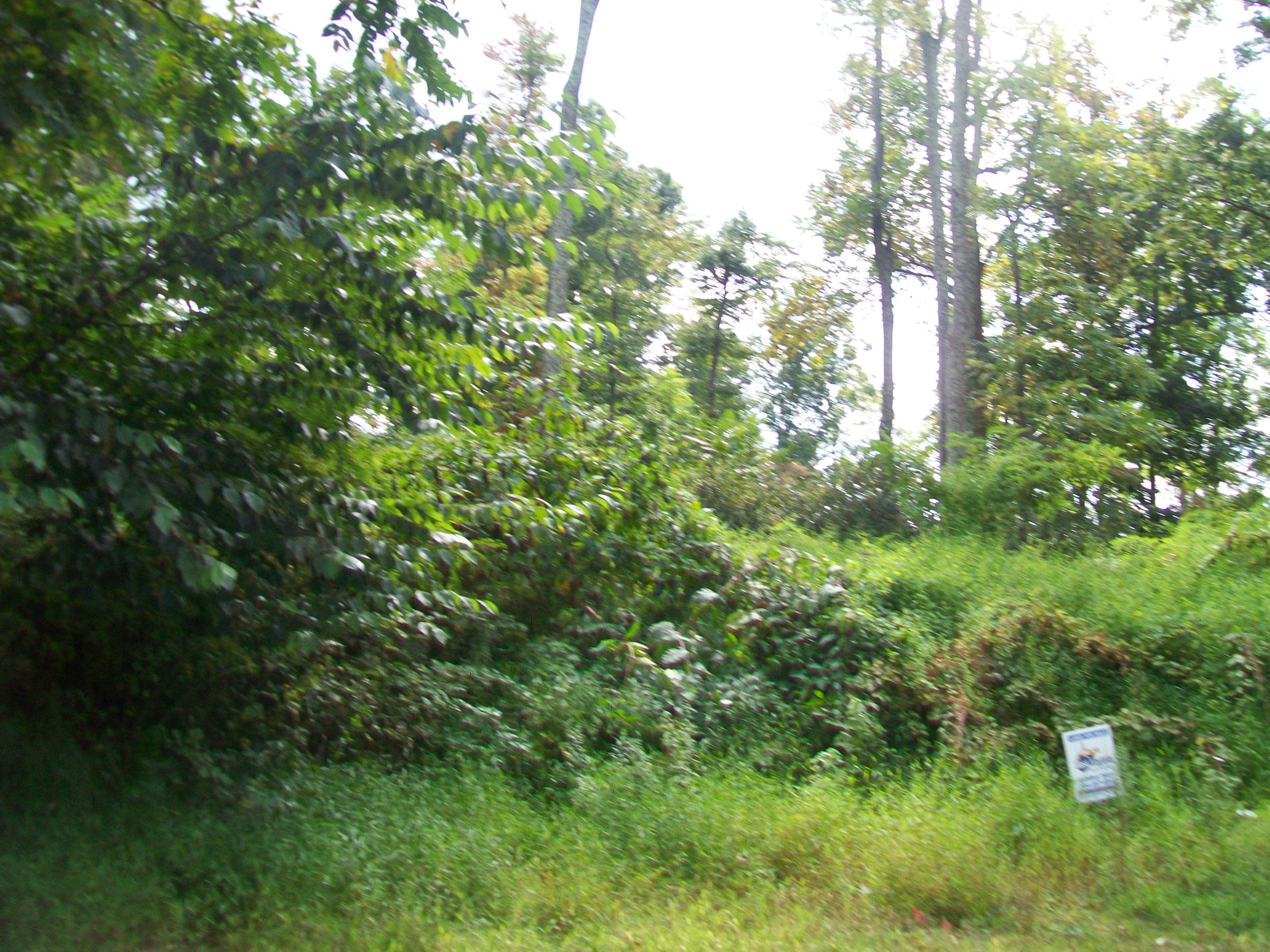 NATIVE TROUT DRIVE, SUGAR GROVE - Photo 6 of 6