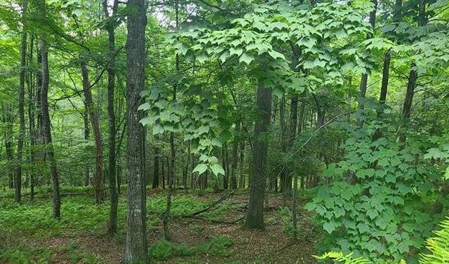 NATIVE TROUT DRIVE, SUGAR GROVE - Photo 3 of 6