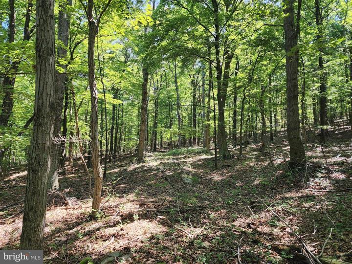 8 CACAPON ROAD, PAW PAW - Photo 19 of 25