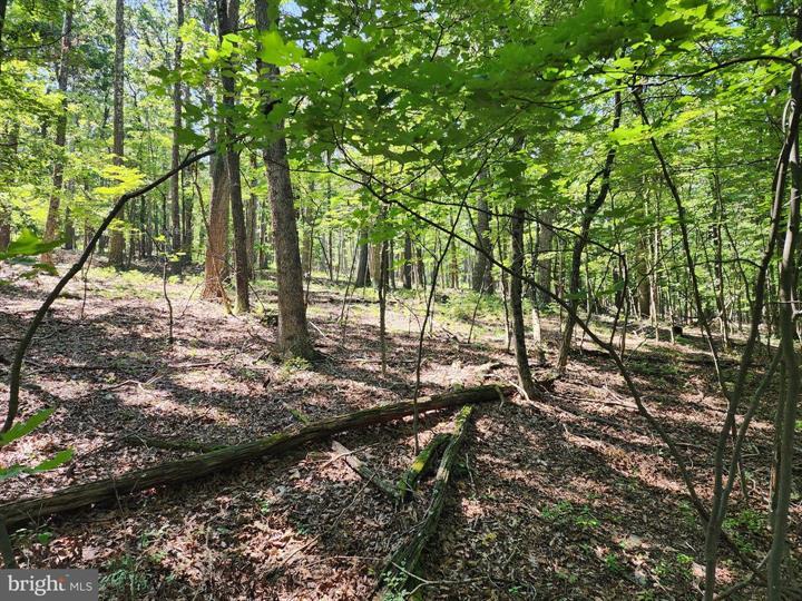 8 CACAPON ROAD, PAW PAW - Photo 12 of 25