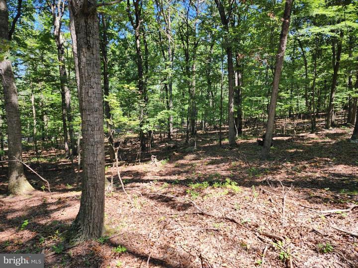 8 CACAPON ROAD, PAW PAW - Photo 15 of 25