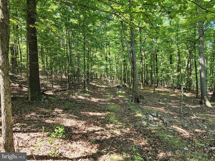 8 CACAPON ROAD, PAW PAW - Photo 9 of 25
