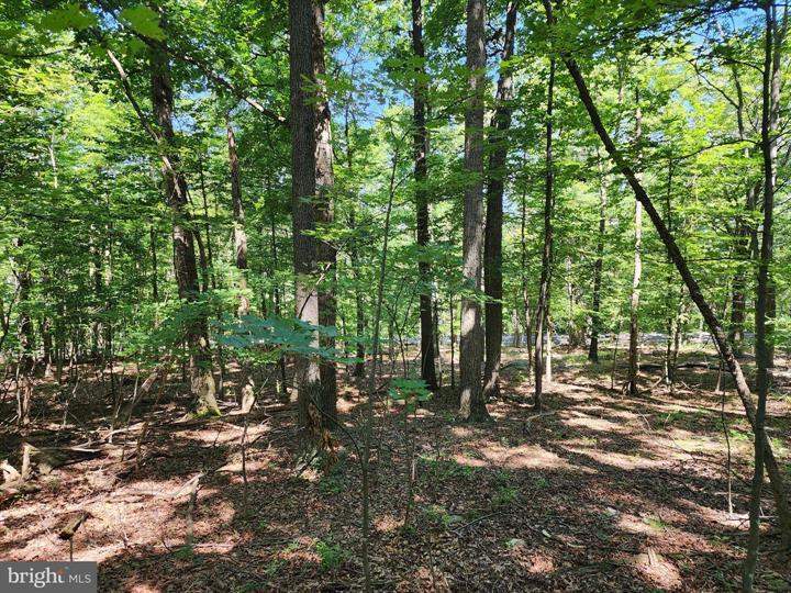 8 CACAPON ROAD, PAW PAW - Photo 11 of 25