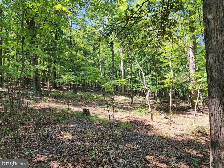 8 CACAPON ROAD, PAW PAW - Photo 7 of 25