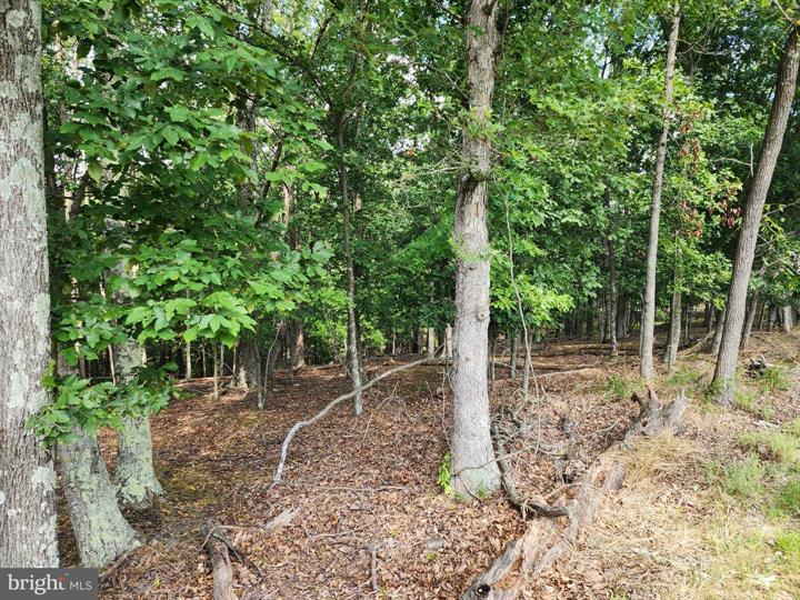 TIMBER RIDGE ROAD, BERKELEY SPRINGS - Photo 2 of 13