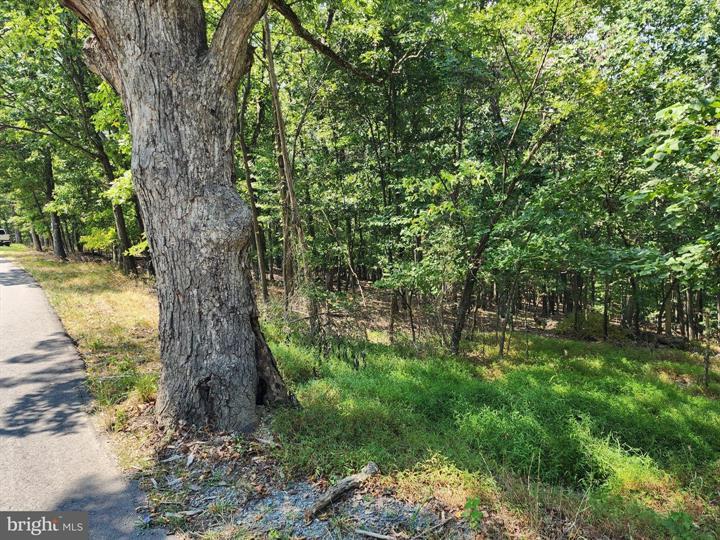 TIMBER RIDGE ROAD, BERKELEY SPRINGS - Photo 12 of 13