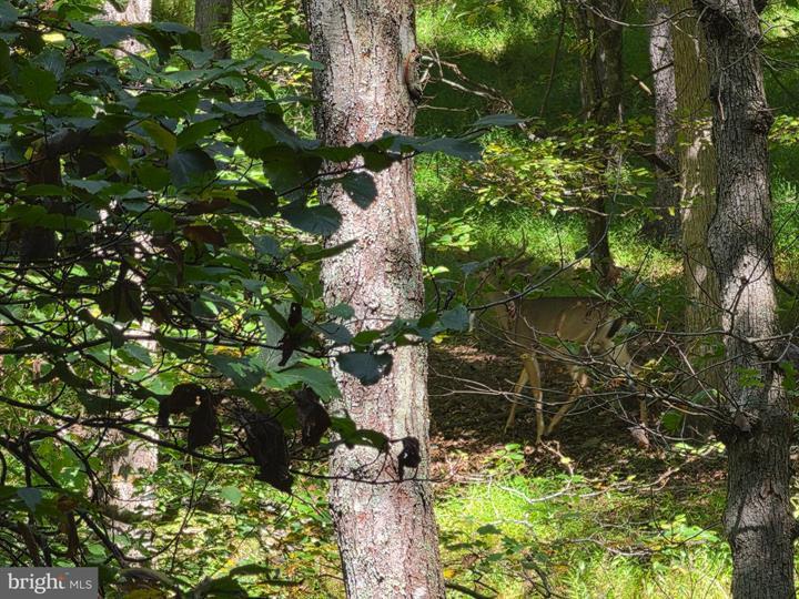 DOVE HOLLOW ROAD, MATHIAS - Photo 11 of 25