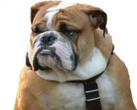 Bulldog Realty Charlotte - Company logo